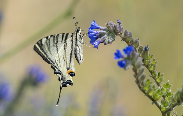 Foto - Doğa tutkunlarının rotası: Karagöl