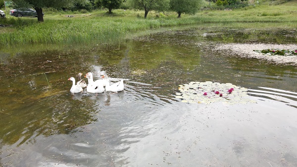 Foto - Doğa tutkunlarının uğrak noktası: Sülüklü Göl