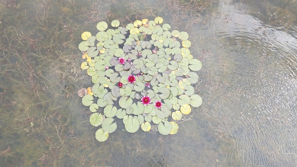 Foto - Doğa tutkunlarının uğrak noktası: Sülüklü Göl