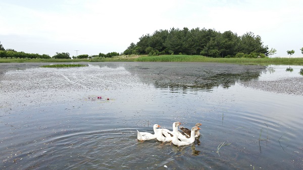Foto - Doğa tutkunlarının uğrak noktası: Sülüklü Göl