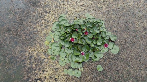 Foto - Doğa tutkunlarının uğrak noktası: Sülüklü Göl