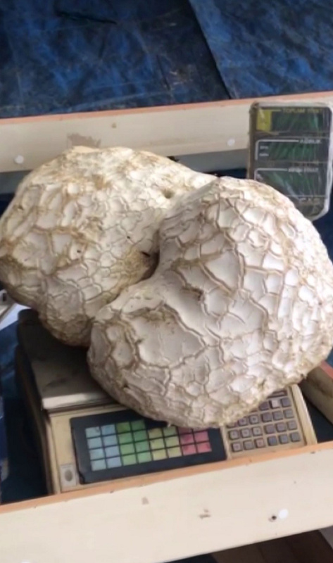 Foto - Doğa yürüyüşü sırasında buldu! Görünce ne yapacağını şaşırdı! Tamı tamına 12 kilo 300 gram