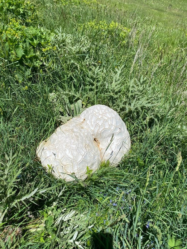Foto - Doğa yürüyüşü sırasında buldu! Görünce ne yapacağını şaşırdı! Tamı tamına 12 kilo 300 gram