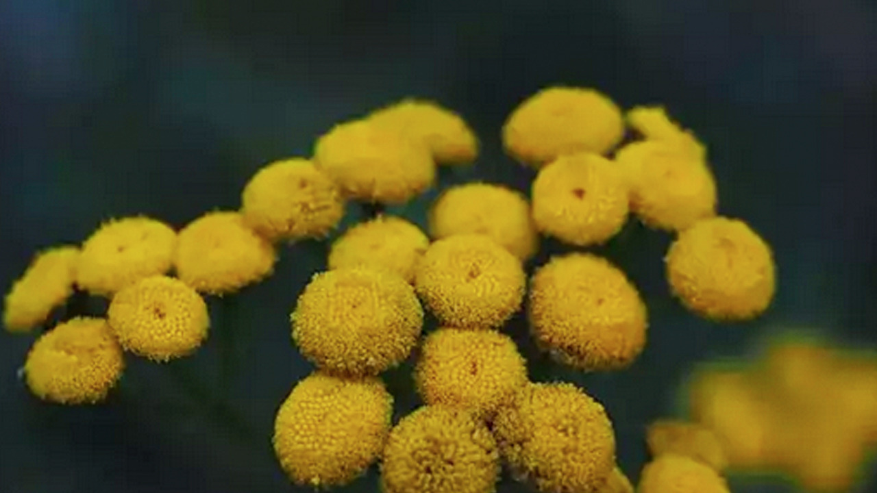 Doğada kendi kendine yetişiyor: Cayır cayır kilo verdiriyor! Bilinmeyen 6 faydası bakın ne!