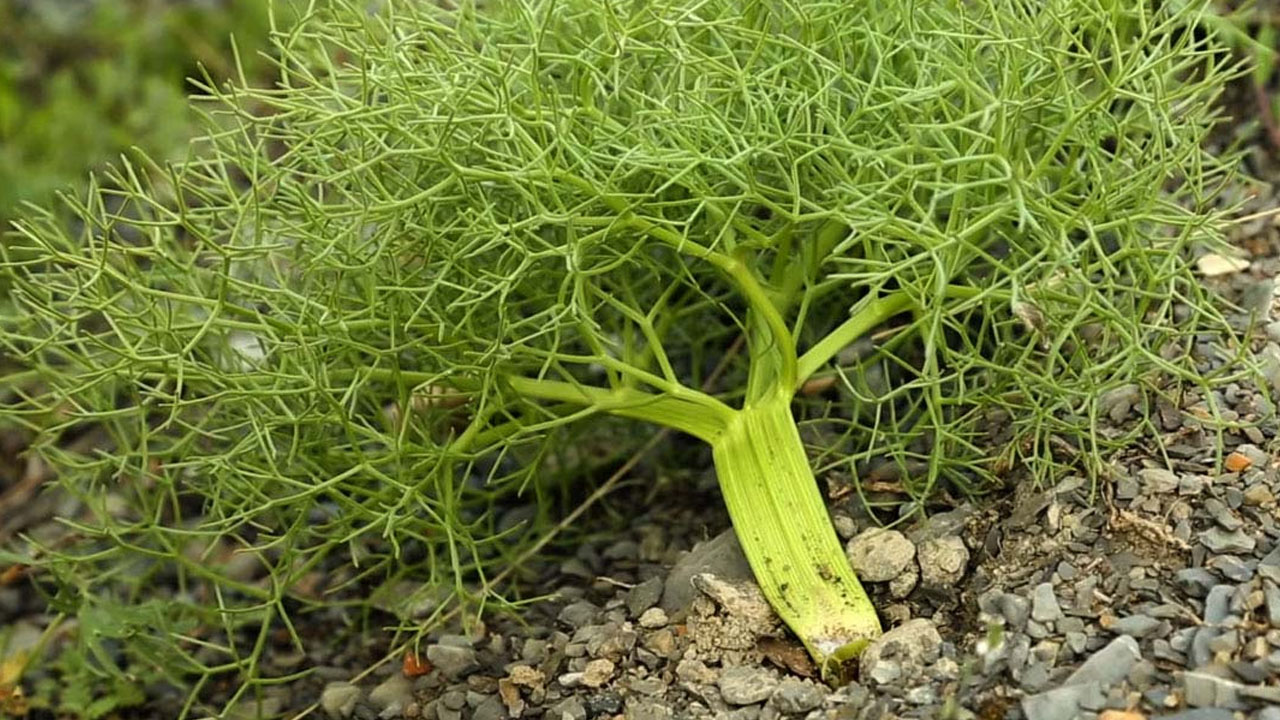 Foto - Doğada kendi kendine yetişiyor! Yok satıyor: Şişkinlik, gaz ve hazımsızlığın kökünü kurutuyor! 