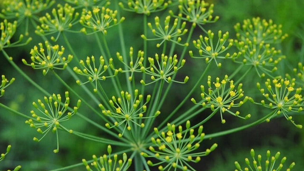 Foto - Doğada kendi kendine yetişiyor! Yok satıyor: Şişkinlik, gaz ve hazımsızlığın kökünü kurutuyor! 