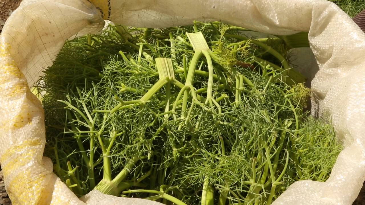 Doğada kendi kendine yetişiyor! Yok satıyor: Şişkinlik, gaz ve hazımsızlığın kökünü kurutuyor! 