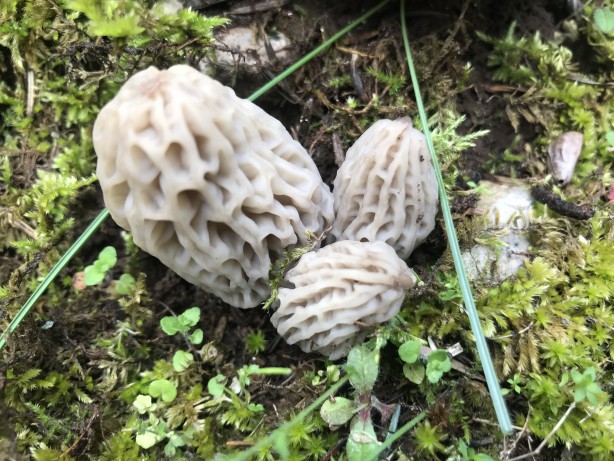 Foto - Doğada kendiliğinden yetişen mucize Toplayıp kurutanlar paraya para demiyor