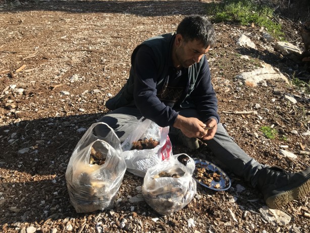 Foto - Doğada kendiliğinden yetişen mucize Toplayıp kurutanlar paraya para demiyor