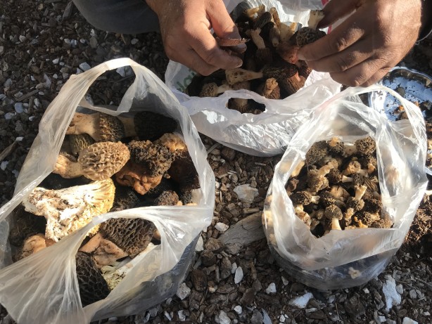 Foto - Doğada kendiliğinden yetişen mucize Toplayıp kurutanlar paraya para demiyor