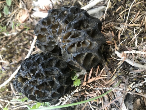 Foto - Doğada kendiliğinden yetişen mucize Toplayıp kurutanlar paraya para demiyor