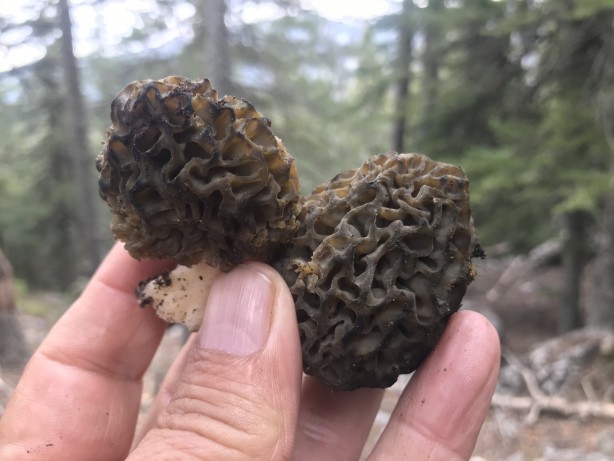 Foto - Doğada kendiliğinden yetişen mucize Toplayıp kurutanlar paraya para demiyor