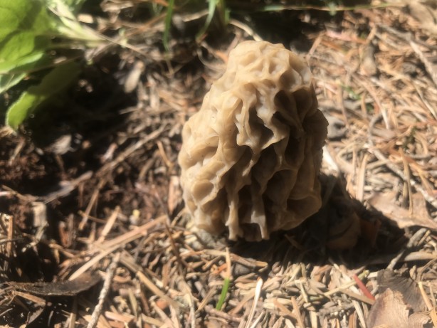 Foto - Doğada kendiliğinden yetişen mucize Toplayıp kurutanlar paraya para demiyor