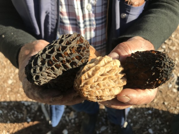 Foto - Doğada kendiliğinden yetişen mucize Toplayıp kurutanlar paraya para demiyor