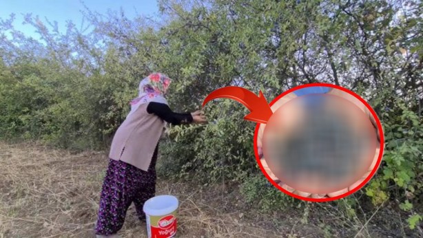 Doğada kendiliğinden yetişiyor, 7 saatte toplanıyor! Ruslar onun için deli oluyor: Dikeninden yaprağına her şeyi şifa