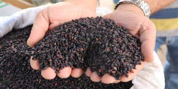 Foto - Doğada kendiliğinden yetişiyor, 7 saatte toplanıyor! Ruslar onun için deli oluyor: Dikeninden yaprağına her şeyi şifa