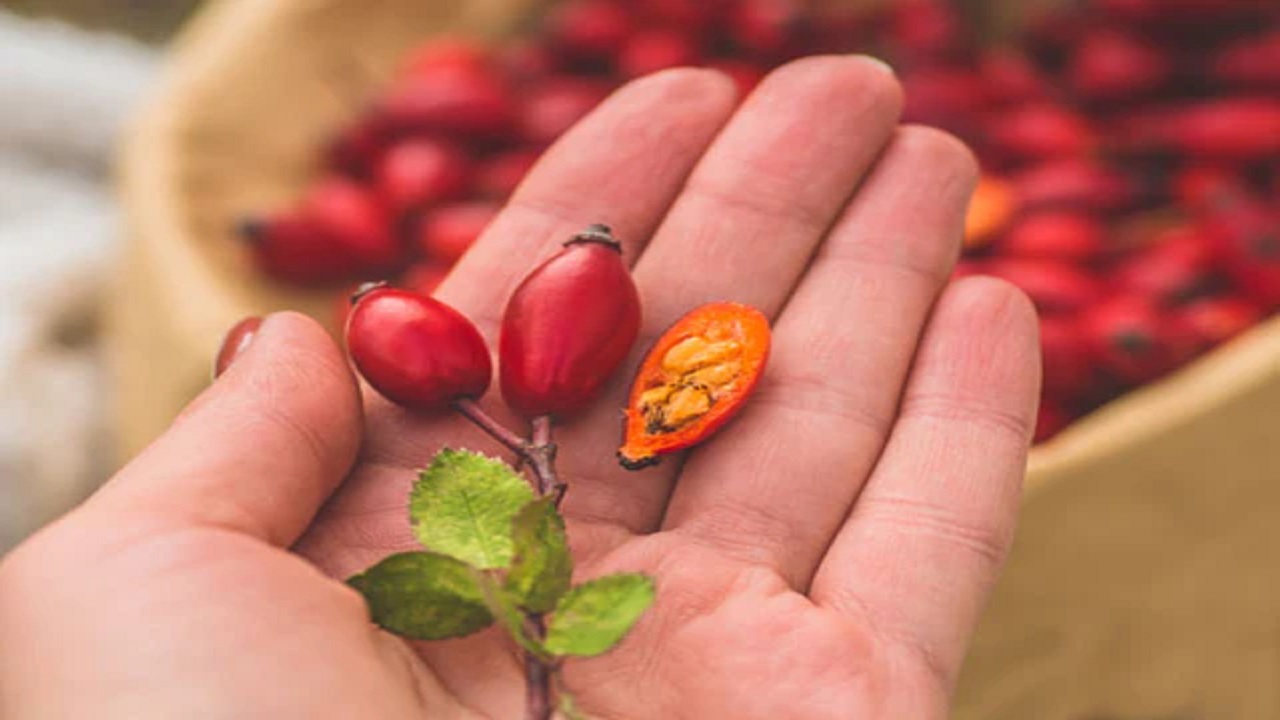 Foto - Doğada kendiliğinden yetişiyor! Kasa kasa portakal almak yerine bu besini tüketin