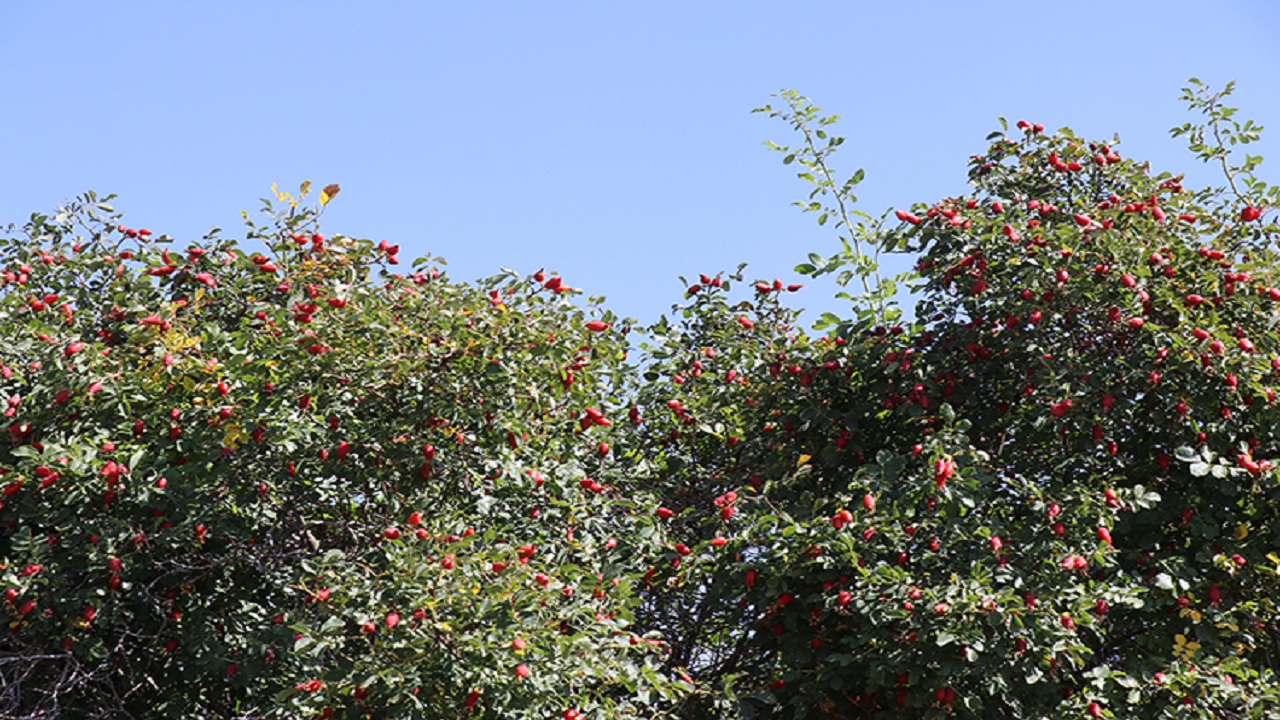 Foto - Doğada kendiliğinden yetişiyor! Kasa kasa portakal almak yerine bu besini tüketin