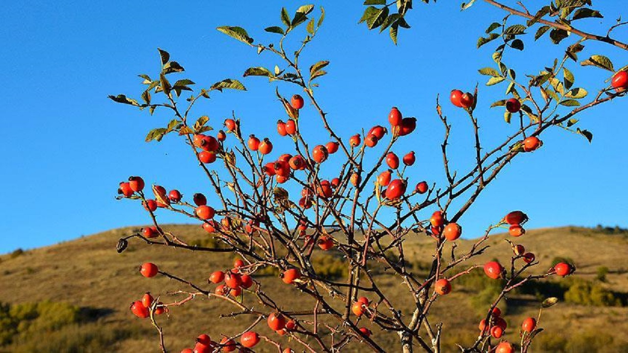 Foto - Doğada kendiliğinden yetişiyor! Kasa kasa portakal almak yerine bu besini tüketin