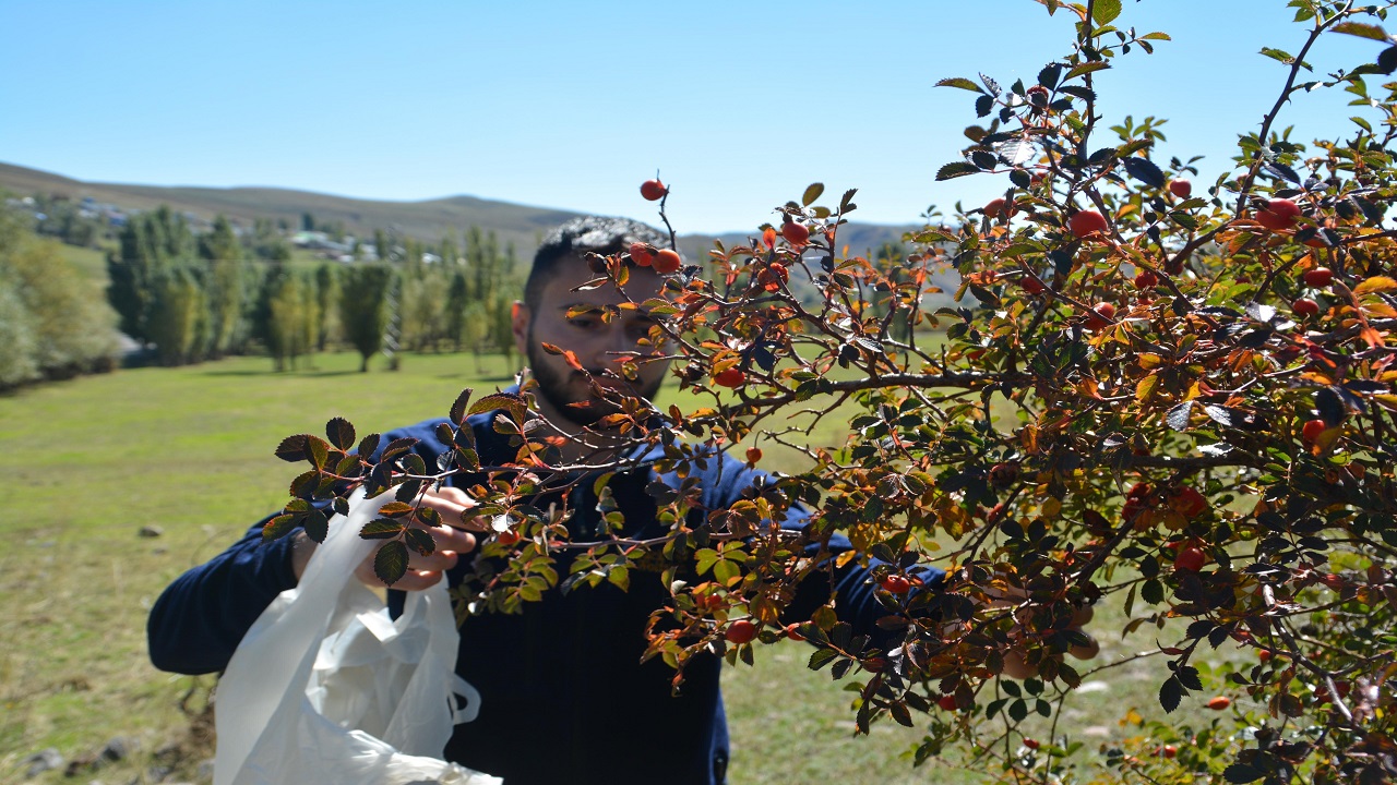 Foto - Doğada kendiliğinden yetişiyor! Kasa kasa portakal almak yerine bu besini tüketin