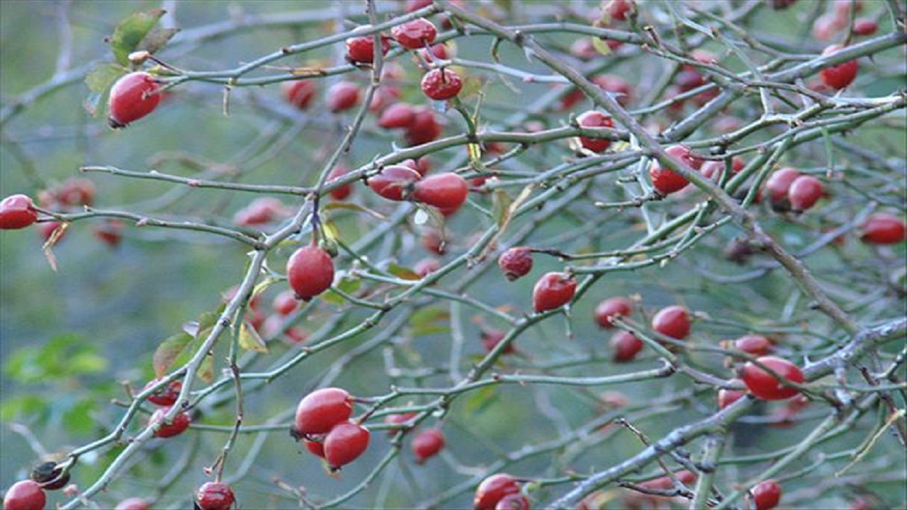 Foto - Doğada kendiliğinden yetişiyor! Kasa kasa portakal almak yerine bu besini tüketin
