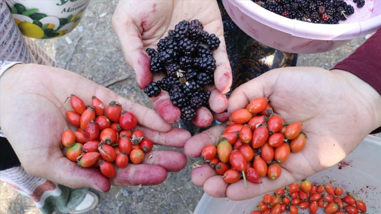 Foto - Doğada kendiliğinden yetişiyor! Kasa kasa portakal almak yerine bu besini tüketin