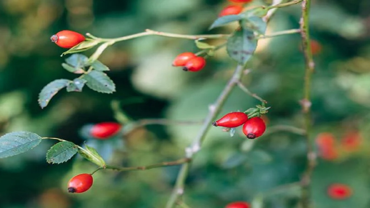 Foto - Doğada kendiliğinden yetişiyor! Kasa kasa portakal almak yerine bu besini tüketin