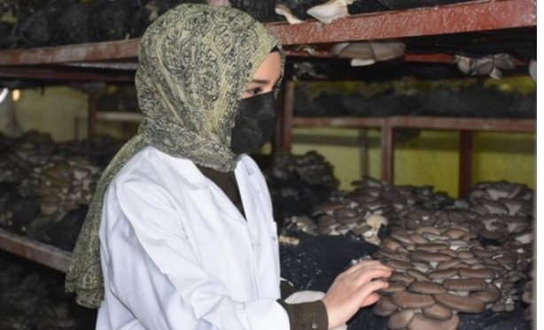 Foto - Doğada kendiliğinden yetişiyor! Kilosu 2 bin TL