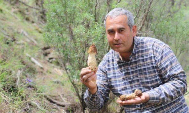 Foto - Doğada kendiliğinden yetişiyor! Kilosu 2 bin TL