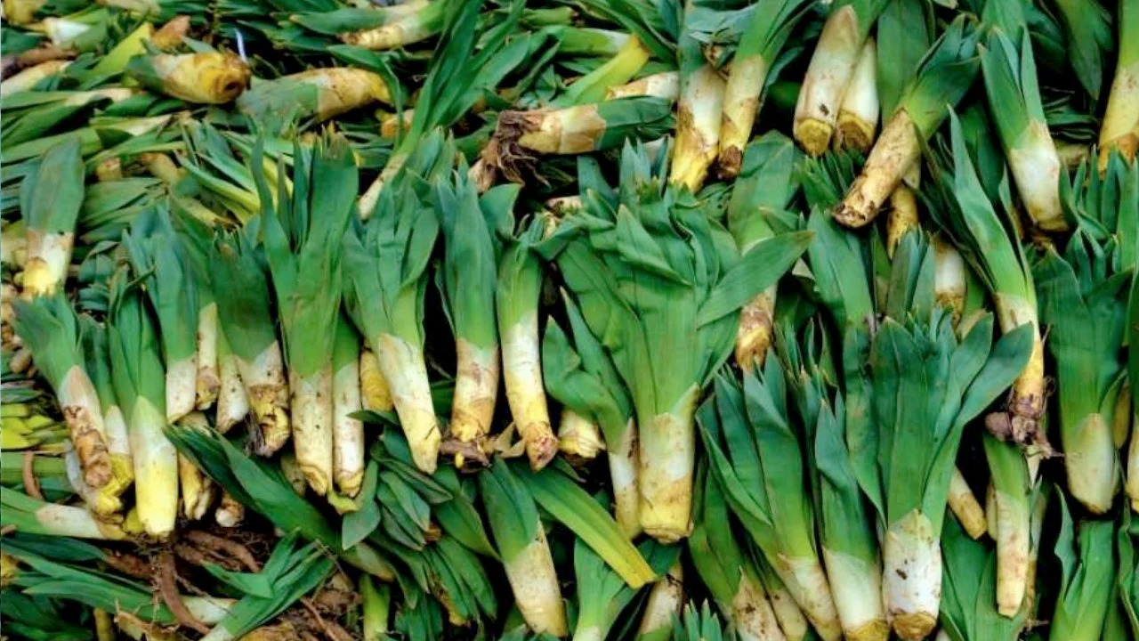 Foto - Çiriş otu tezgahlardaki yerini aldı: Kilosu 40 TL: Bağırsakları fokur fokur çalıştırıyor 