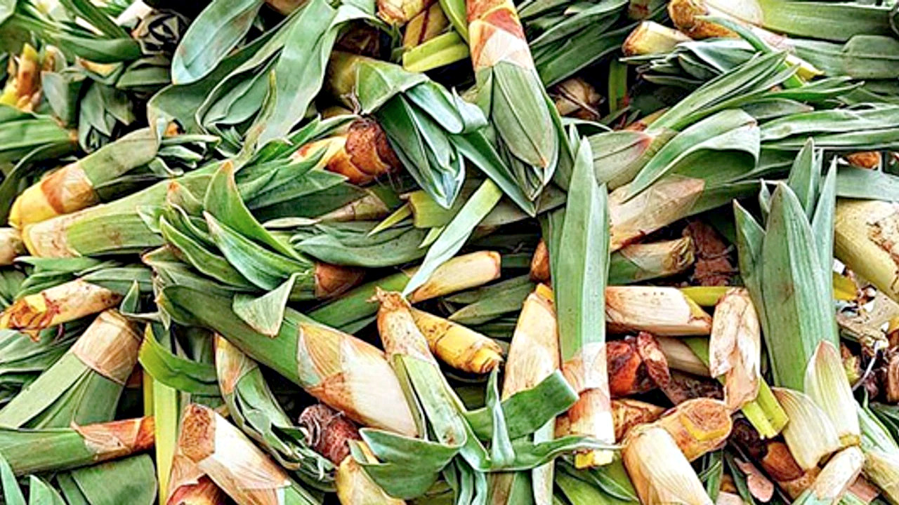 Foto - Çiriş otu tezgahlardaki yerini aldı: Kilosu 40 TL: Bağırsakları fokur fokur çalıştırıyor 