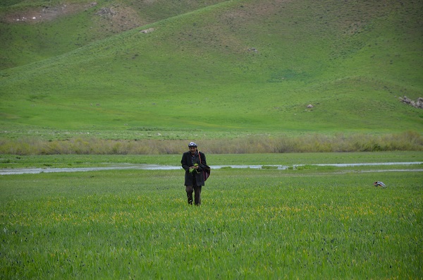 Foto - Doğada kendiliğinden yetişiyor! Kilosunu 100 TL'den satılıyor kapış kapış gidiyor