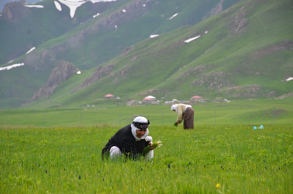 Foto - Doğada kendiliğinden yetişiyor! Kilosunu 100 TL'den satılıyor kapış kapış gidiyor