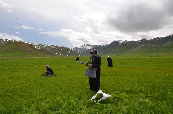 Foto - Doğada kendiliğinden yetişiyor! Kilosunu 100 TL'den satılıyor kapış kapış gidiyor