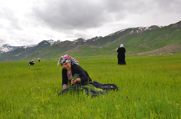 Foto - Doğada kendiliğinden yetişiyor! Kilosunu 100 TL'den satılıyor kapış kapış gidiyor