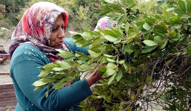 Foto - Doğada kendiliğinden yetişiyor, yağının kilosu 70 liradan satılıyor