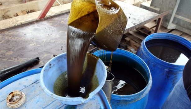 Foto - Doğada kendiliğinden yetişiyor, yağının kilosu 70 liradan satılıyor