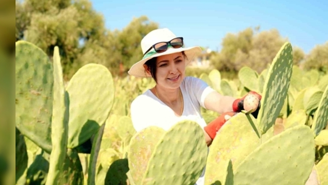 Foto - 1 damla suya ve bakıma ihtiyaç duymuyor: Yetiştiren servet sahibi oluyor! Dikenli incir