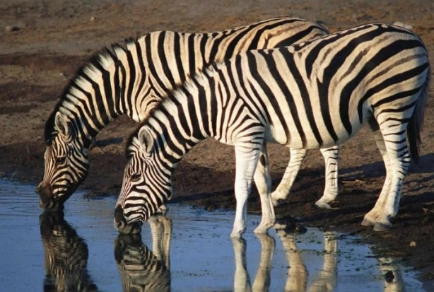 Foto - Doğada pis göllerden su içen hayvanlar neden hastalanmıyor? İşte cevabı!...