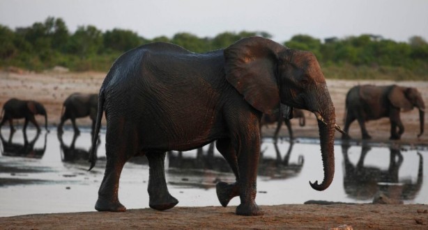 Foto - Doğada pis göllerden su içen hayvanlar neden hastalanmıyor? İşte cevabı!...