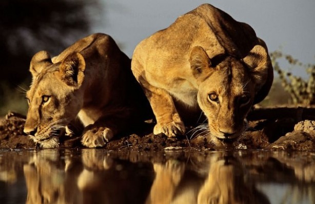 Foto - Doğada pis göllerden su içen hayvanlar neden hastalanmıyor? İşte cevabı!...