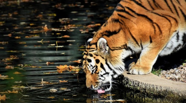 Foto - Doğada pis göllerden su içen hayvanlar neden hastalanmıyor? İşte cevabı!...