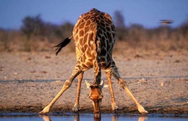 Foto - Doğada pis göllerden su içen hayvanlar neden hastalanmıyor? İşte cevabı!...