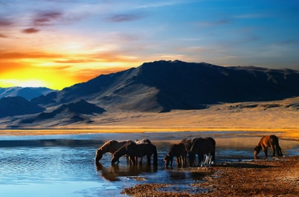 Foto - Doğada pis göllerden su içen hayvanlar neden hastalanmıyor? İşte cevabı!...