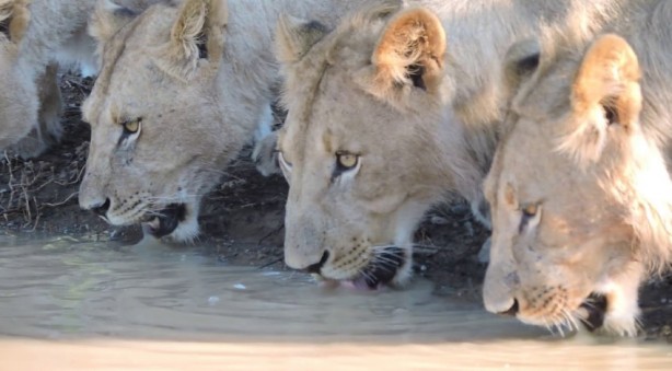 Doğada pis göllerden su içen hayvanlar neden hastalanmıyor? İşte cevabı!...