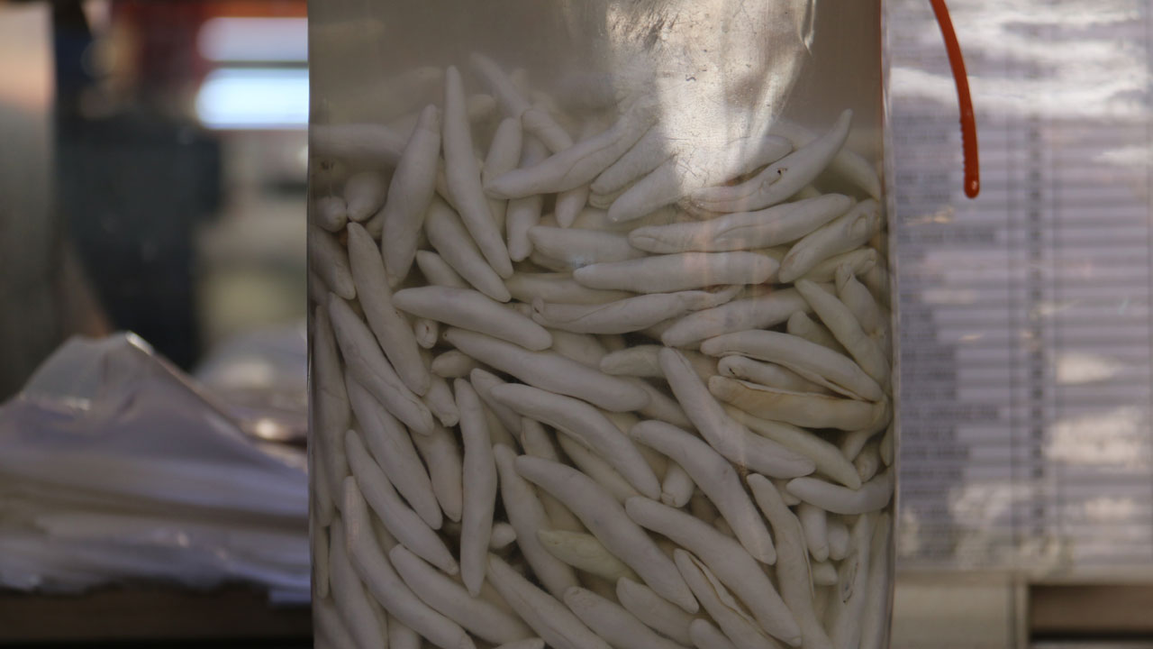 Foto - Doğadan gelen şifa! Bu sakızın kilosu altınla yarışıyor