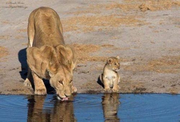 Foto - Doğadan inanılmaz kareler