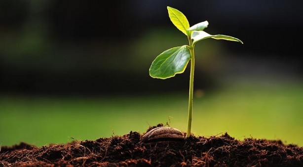 Foto - Doğal ağrı kesici ve antibiyotik etkisi olan 4 şifalı bitki