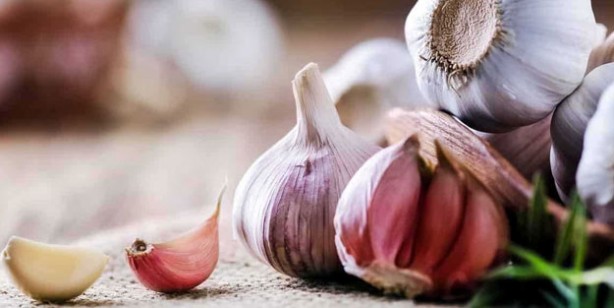 Foto - Doğal ağrı kesici ve antibiyotik etkisi olan 4 şifalı bitki