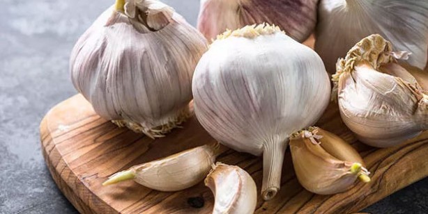 Foto - Doğal ağrı kesici ve antibiyotik etkisi olan 4 şifalı bitki